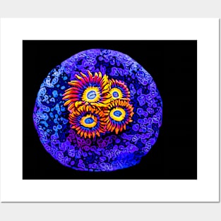 Zoanthid's Posters and Art